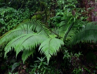 Flora in Mardi Himal