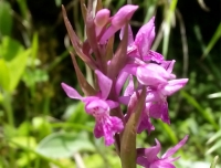 Flora in Annapurna Base Camp Trail