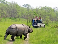 One horn Rhino in Chitwan National Park