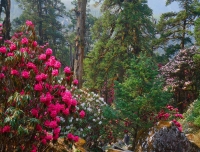 Colorful rhododendron flowers is bloomed in Poon hill trekking trail in autumn season