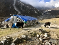 A Yak Hut in Dudh Kunda Trek