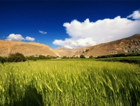 Barley field in Mustang