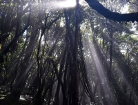 Trees and sunlight photo in Mardi Himal