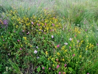 Different colorful alpine flowers in Mardi Himal Route