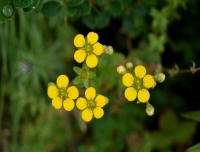 Flowers in Mardi Himal Trekking route