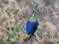 Himalayan Pheasant