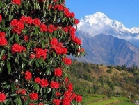 Mt. Dhaulagiri and Rhododendron Flower