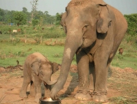 Chitwan Jungle Safari