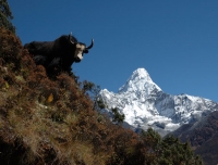 A yak stands in front of Mt. Amadablam