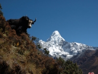 A yak and Mt. Amadablam in the background