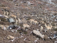  Blueship in Manaslu Trek Route