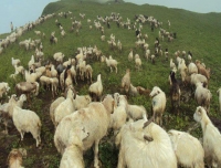 A flock of grazing sheep in Khair area