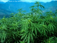  Marijuana Bush on the Way