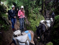 Mule Transportation in Mardi Himal