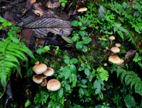 Mushroom in Mardi Himal Trek in September