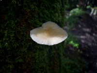 A big mushroom in Mardi Himal Trekking trail in September 2018