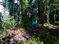 Trekkers walking in nature in Mardi Himal Trek route