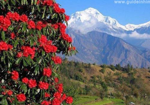 Mt. Dhaulagiri